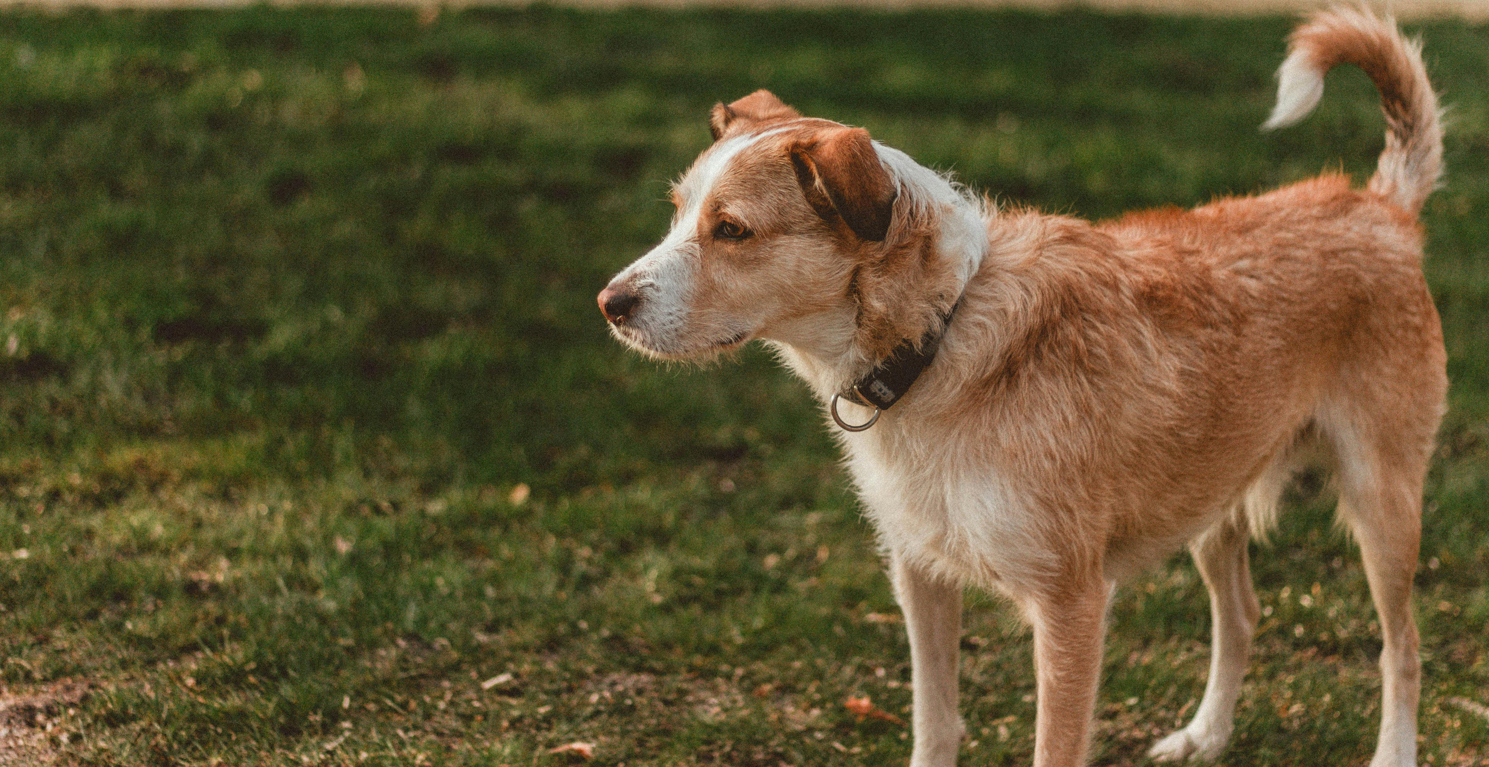 Cachorro no jardim do Sítio Rodamonte