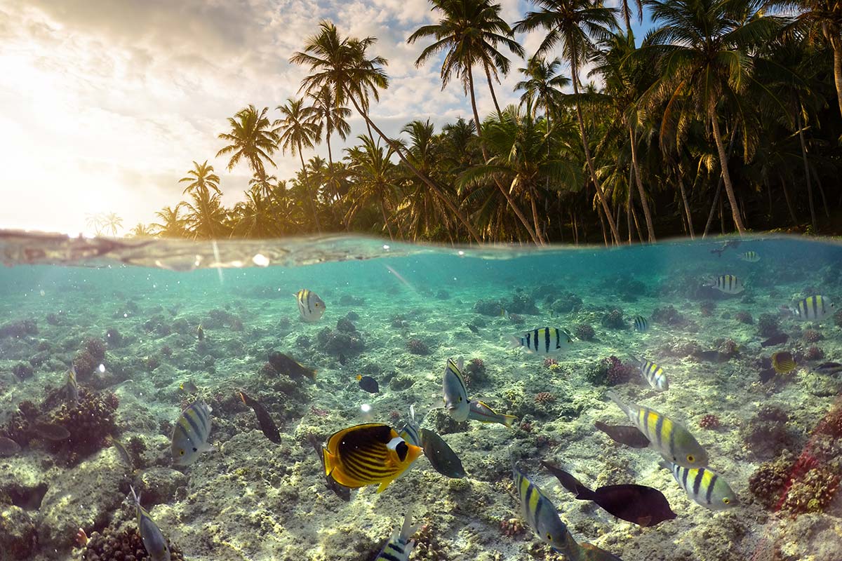 Snorkel e mergulho