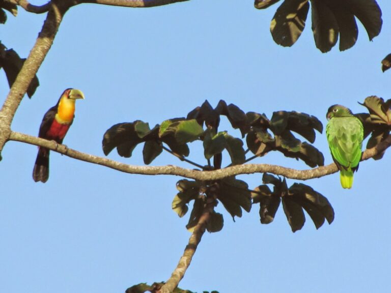 Tucano e Papagaio