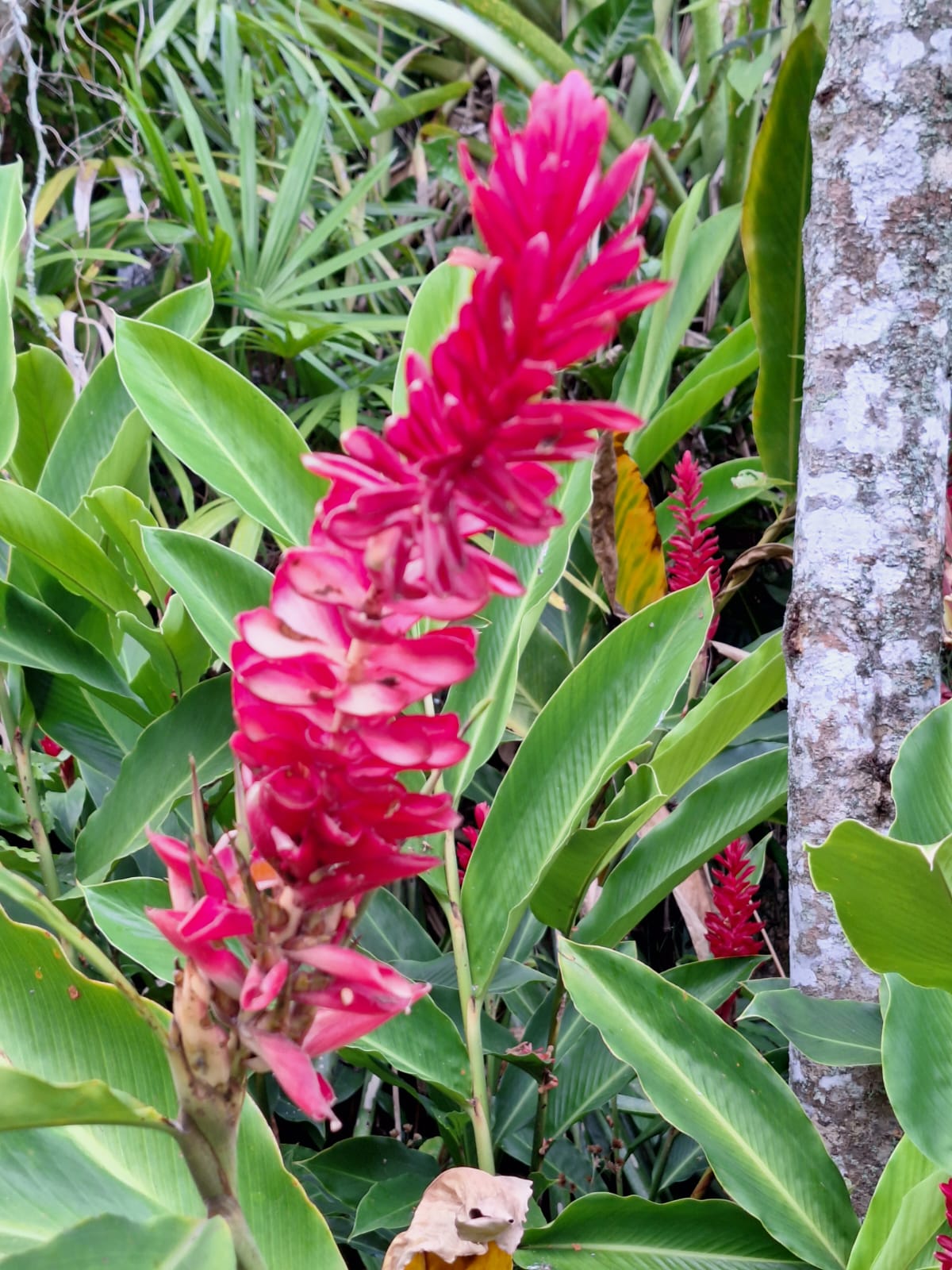Flores nativas