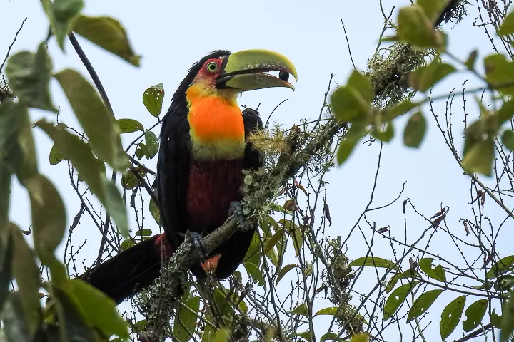 Tucano
